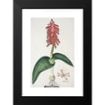 thumbnail image 2 of Robert Jacob Gordon 11x14 Black Modern Framed Museum Art Print Titled - Lachenalia Bulbifera (Cirillo) Engl. (1777 - 1786), 2 of 5