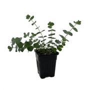 Baby Blue Spiral Eucalyptus - 4" Pot - Indoors or Out