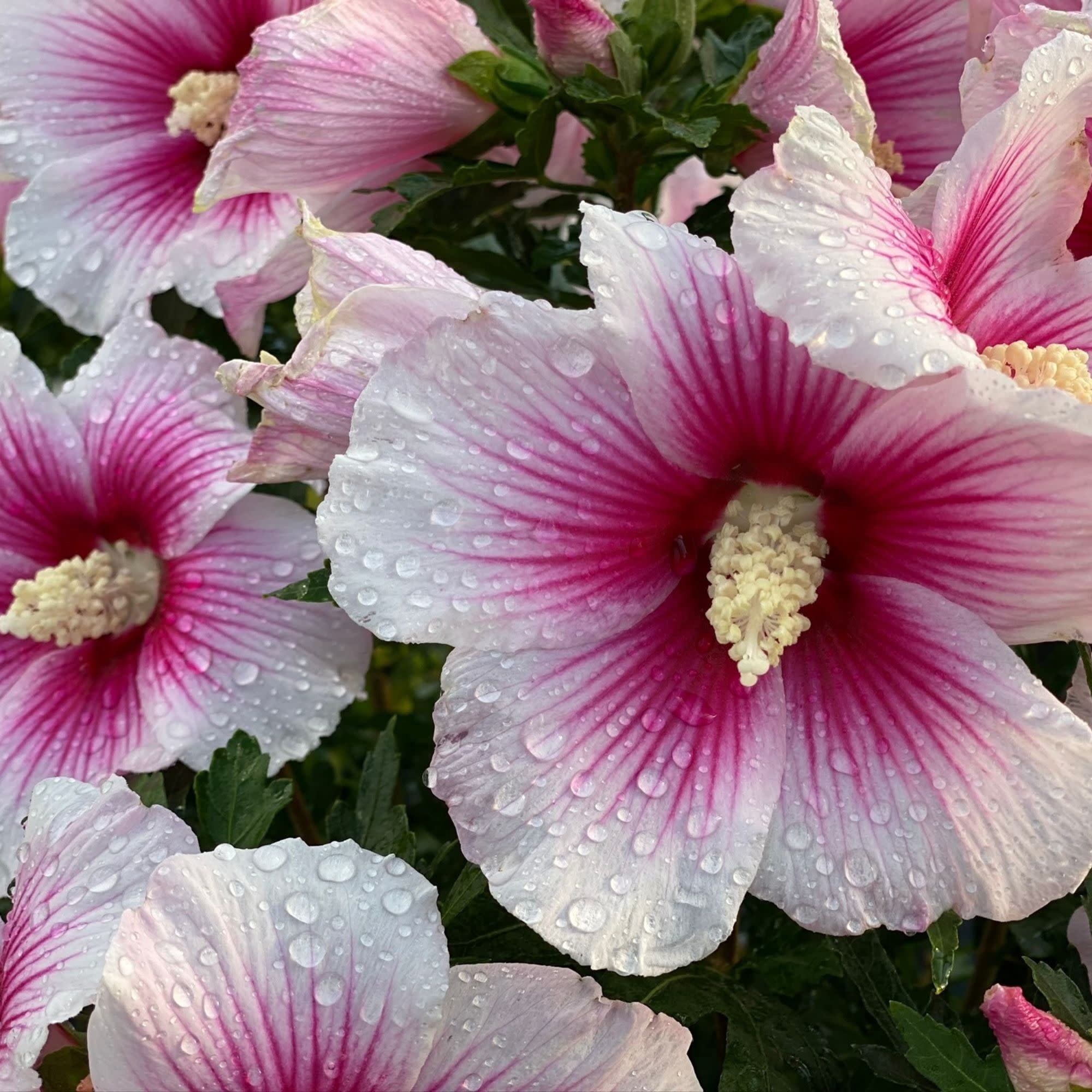 Proven Winners ColorChoice 5" White Paraplu Pink Ink Rose of Sharon Live Plant in 4.5" Pot (4 Count)