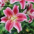 thumbnail image 3 of Expert Gardener Lily Stargazer Set of 4 Dormant Bulbs, Red, Partial Sun, Perennial, 3 of 9