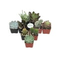 thumbnail image 3 of Home Botanicals Cactus and Succulent (Collection of 9), 3 of 5