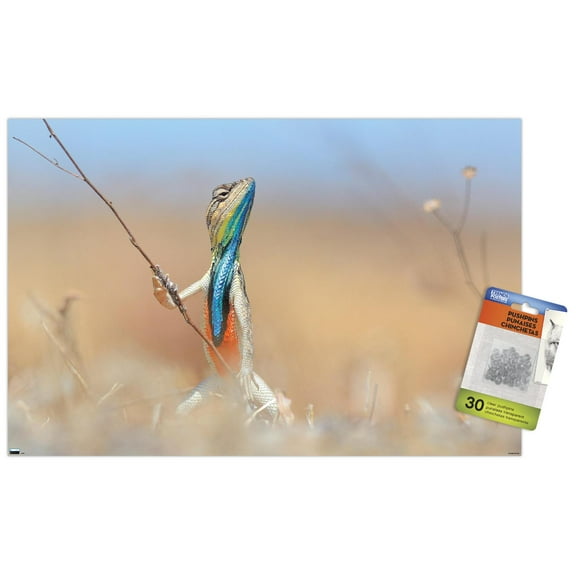 The Comedy Wildlife Photography Awards: Anup Deodhar - Rockstar Wall Poster with Push Pins, 14.725" x 22.375"