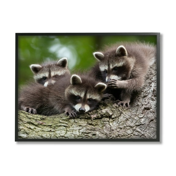 Stupell Industries Raccoon Babies in Tree Animals & Insects Photography Black Framed Art Print Wall Art, 14 x 11