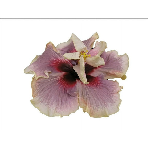 Hibiscus Cajun Color Madame Dupont, Starter Plant
