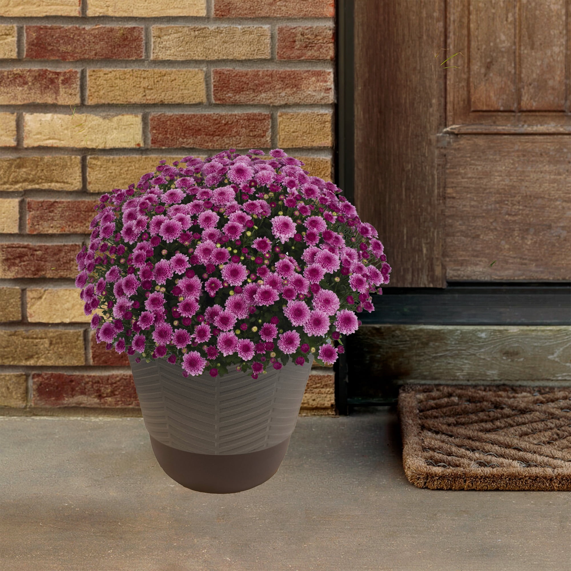 Better Homes & Gardens Pink Mum Live Plant in Decorative Pot, 1.5 Gallon