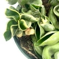 thumbnail image 5 of Variegated Hindu Rope, 6 inch, Hoya Compacta Carnosa, Very Rare Limited,, 5 of 9