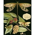 thumbnail image 2 of Vision Studio 12x14 Gold Ornate Wood Framed with Double Matting Museum Art Print Titled - Whimsical Dragonfly on Black I, 2 of 4