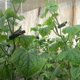 thumbnail image 4 of 10 Uds. Clip para plantas, flores, arbustos vegetales, Clips, vides, fijación a, 4 of 4