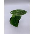 thumbnail image 5 of Alocasia Morocco, Alocasia Reginu, 4 inch, Elephant Ear African Plant, Clear Green, 5 of 7