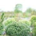 thumbnail image 5 of Strongbox® Inkberry Holly - 3 Gallon Pot, Live Evergreen Shrub, Full Sun, 5 of 6