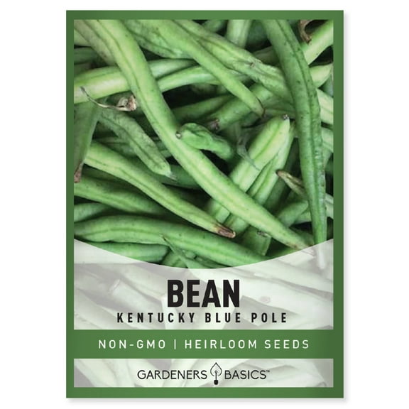Kentucky Blue Pole Bean Seeds