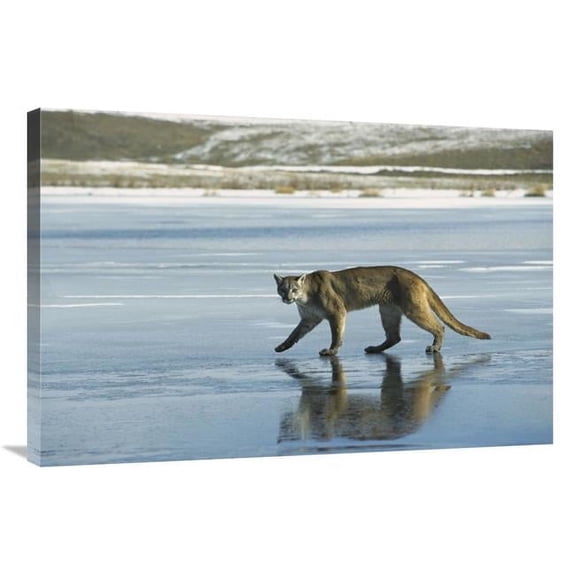 24 x 36 in. Mountain Lion Walking on Frozen Lake, North America Art Print - Konrad Wothe