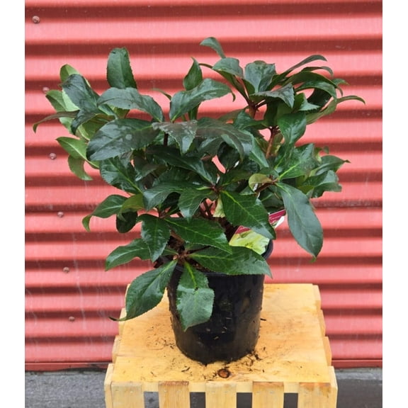 Gold Collection® Champion Helleborus