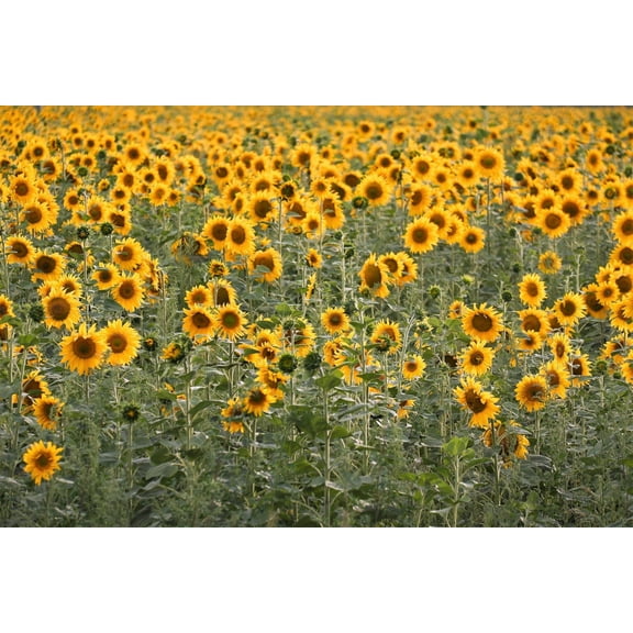 100 PEREDOVIK SUNFLOWER Helianthus Annuus aka Black Peredovik Good Oil / Oilseed Type Yellow Flower Seeds