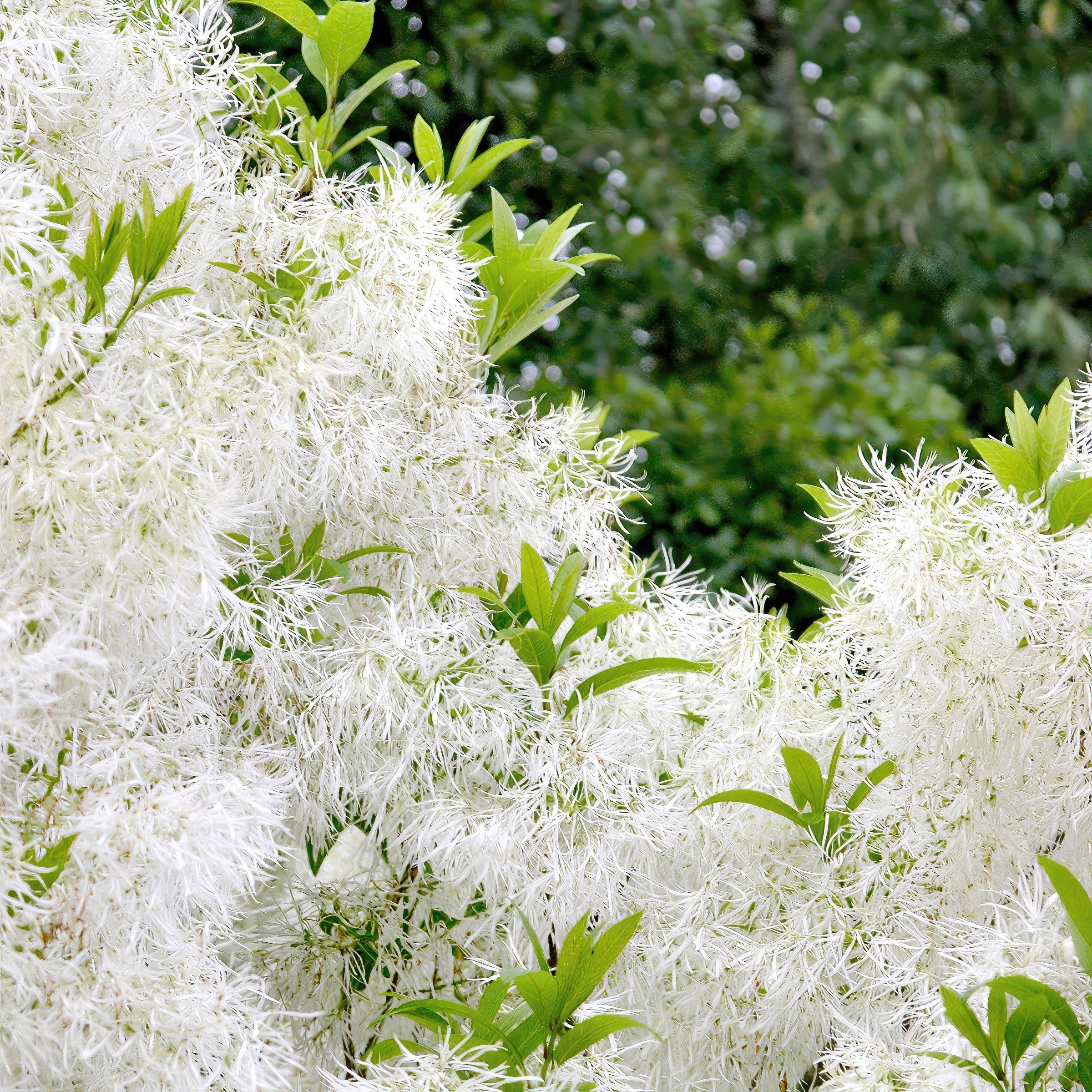 National Plant Network 1 gal. White Fringe Tree