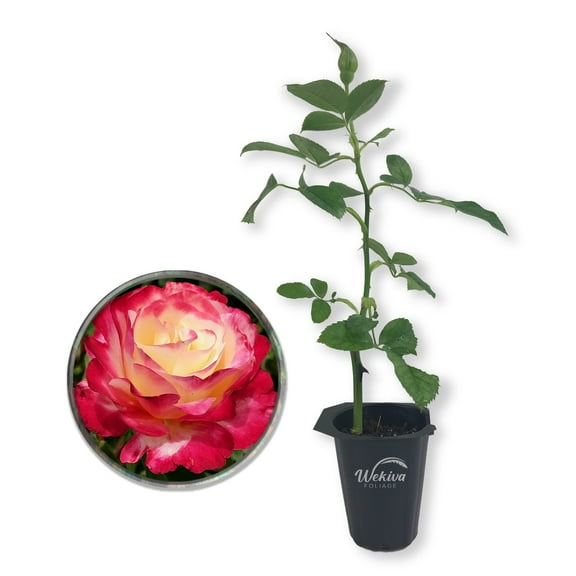 Double Delight Rose Bush - Live Starter Plant in a 2 Inch Pot - Beautifully Fragrant Rose from Florida - Stunning Hybrid Tea Rose Cultivar - Add Color and Fragrance to Any Garden
