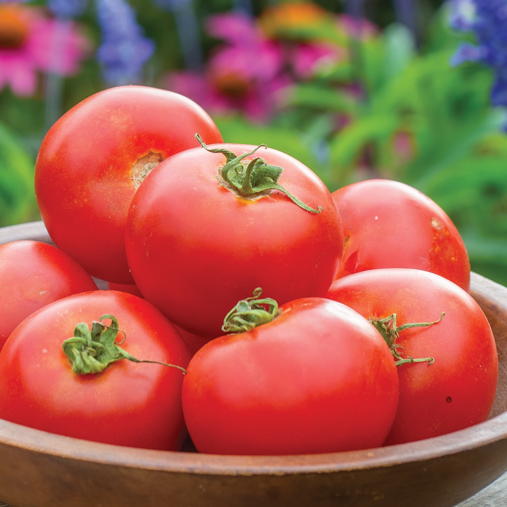 Burpee Cloudy Day Tomato Vegetable Seed, 1-Pack