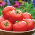 thumbnail image 3 of Burpee Cloudy Day Tomato Vegetable Seed, 1-Pack, 3 of 6