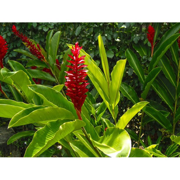 Canvas Print Flower Leaves El Salvador Flora Joya De Ceraƒae A A N Stretched Canvas 32 X 24 Walmart Com Walmart Com