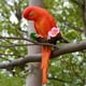 thumbnail image 2 of Adorno de pájaro perfecl resina modelo Animal rojo, 2 of 8