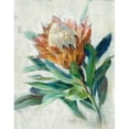 thumbnail image 3 of Nai, Danhui 12x14 Black Modern Framed Museum Art Print Titled - Protea, 3 of 5