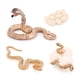 thumbnail image 2 of 8X Modelo BiolóGico del de Crecimiento de Animal Realista Juguetes Modelo BiolóGico de Crecimiento de la Serpiente de Crecimiento de la Cobra, 2 of 5