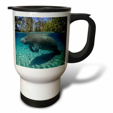 Crystal River Travel Rod - 3dRose Florida manatee, Trichechus manatus latirostrus, Crystal River, Florida, USA - Travel Mug, 14-ounce, Stainless Steel