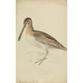 thumbnail image 2 of James Sowerby 11x14 Black Ornate Wood Framed Double Matted Museum Art Print Titled: A Snipe (1794), 2 of 5