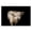 Solemn Highland Cow, variant on Stupell Industries Farmhouse Modern Cattle Portrait Minimal Farm Animal Photography Canvas Art, 30 x 24, by Marika Moffit