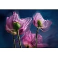 thumbnail image 2 of Ruckert, Stephan 32x23 Gold Ornate Wood Framed with Double Matting Museum Art Print Titled - Poppies by the wayside, 2 of 4