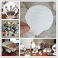 thumbnail image 2 of 25pcs Natural Scallop Shell, For Handmade Diy Production Handmade Diy Coloring Shell, 2 of 5