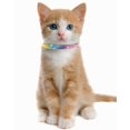thumbnail image 2 of Mumup 1Pack Cat Collars for Girl Cats with Rhinestone Soft Velvet,Breakaway Cat Collars with Bell,Adjustable Safe Kitten Collar, 2 of 5