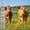 4FTx164FT, variant on 60M Large Size Green Galvanized Hexagonal Chicken Wire Poultry Netting Anti Rust Garden Fencing for Chicken Coop Outdoor
