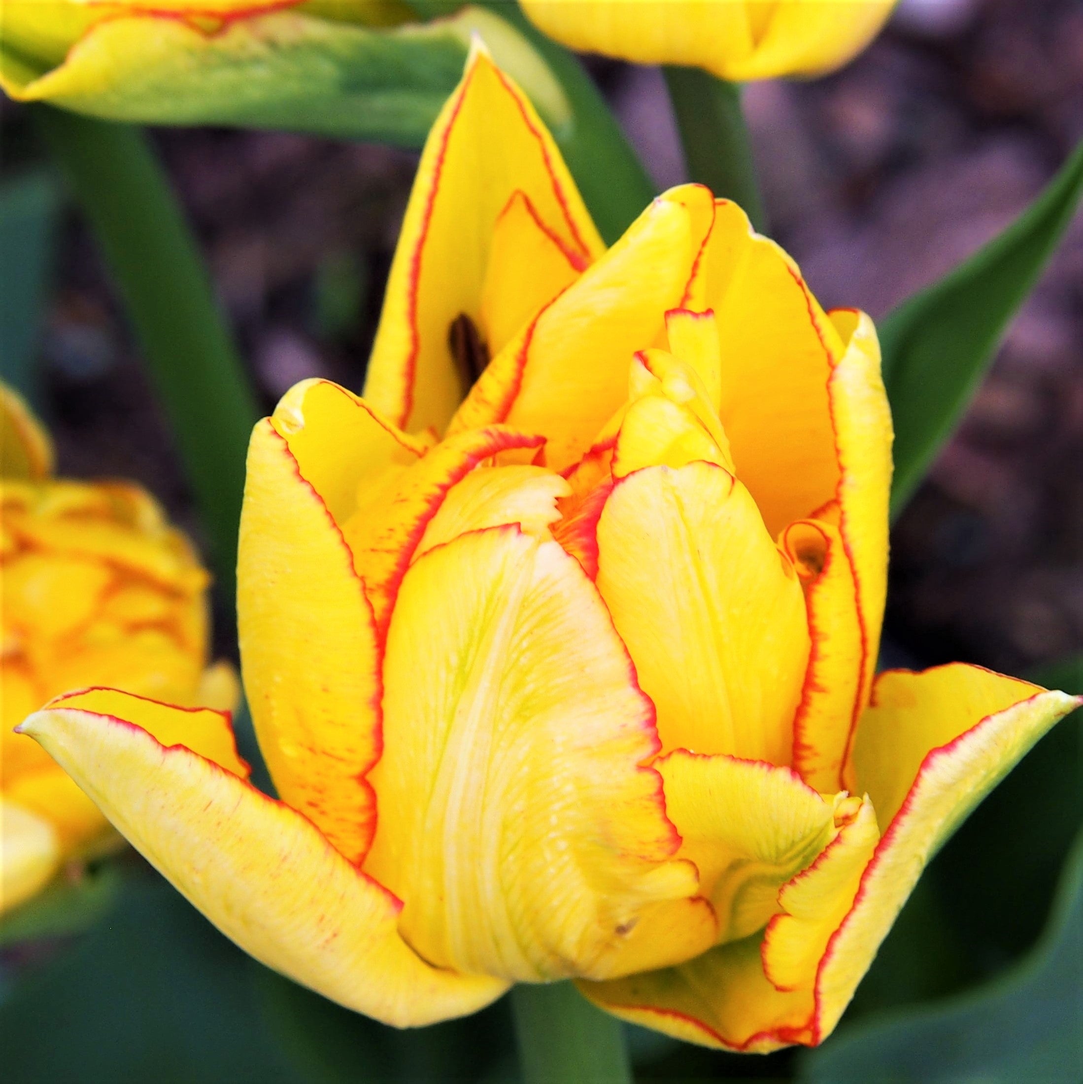 Tulip Flower Bulbs SemiDouble to Double Form, Aquilla from Easy to