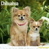 Chihuahua Calendar 2018 - Dog Breed Calendar - Wall Calendar 2017-2018