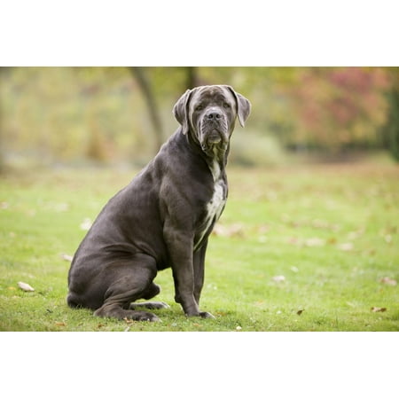 Cane Corso Italian Mastiff Print Wall Art Walmartcom