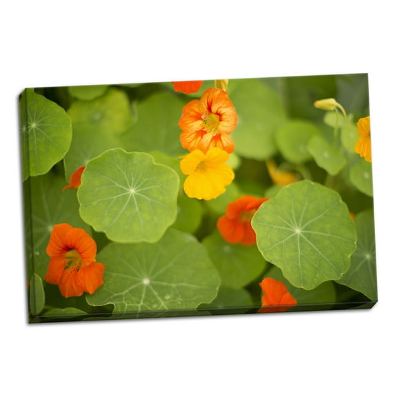 Gango Home Decor Nasturtiums II by Karyn Millet (Ready to Hang); One 36x24in Hand-Stretched Canvas