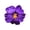 Purple, variant on 1