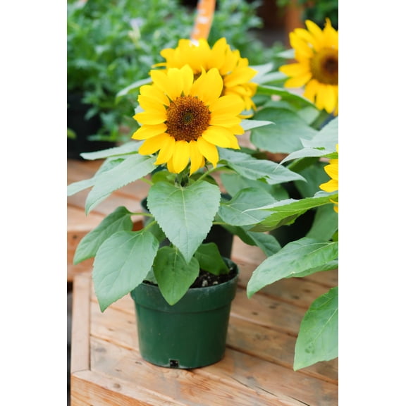 30 INCREDIBLE DWARF SUNFLOWER Helianthus Annuus Flower Seeds