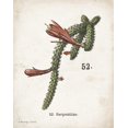 thumbnail image 2 of Babbitt, Gwendolyn 20x24 Black Ornate Wood Framed with Double Matting Museum Art Print Titled - Cacti III, 2 of 4