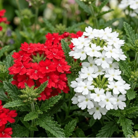 Mix 2 Verbena Plant Live for Planting, Red and White Colors, Verbena Flower Plants, Mixed Color Perennial Ground Cover, Vibrant Blooms for Garden, 4-6 Inch Tall