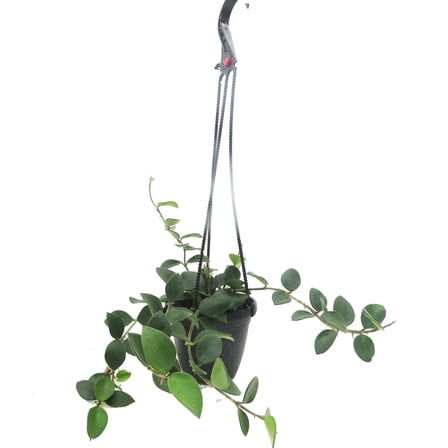 Nummularioides Hoya - 4" Hanging Basket