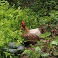 thumbnail image 2 of Guardurnaity Delantal para gallinas, resistente y duradero, ajustable, fácil de poner. Prendas para la parte inferior del cuerpo No.4, 2 of 6