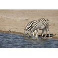thumbnail image 2 of Kaveney, Wendy 32x23 Black Ornate Wood Framed with Double Matting Museum Art Print Titled - Namibia, Etosha NP Zebras drink at a waterhole, 2 of 4
