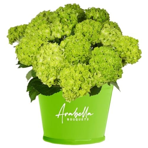 20 Stems of Emeral Green Hydrangea Bulk Fresh Flowers