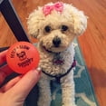 thumbnail image 3 of Fetch & Glow Ball Small 2-Pack Dog Toys, 3 of 4
