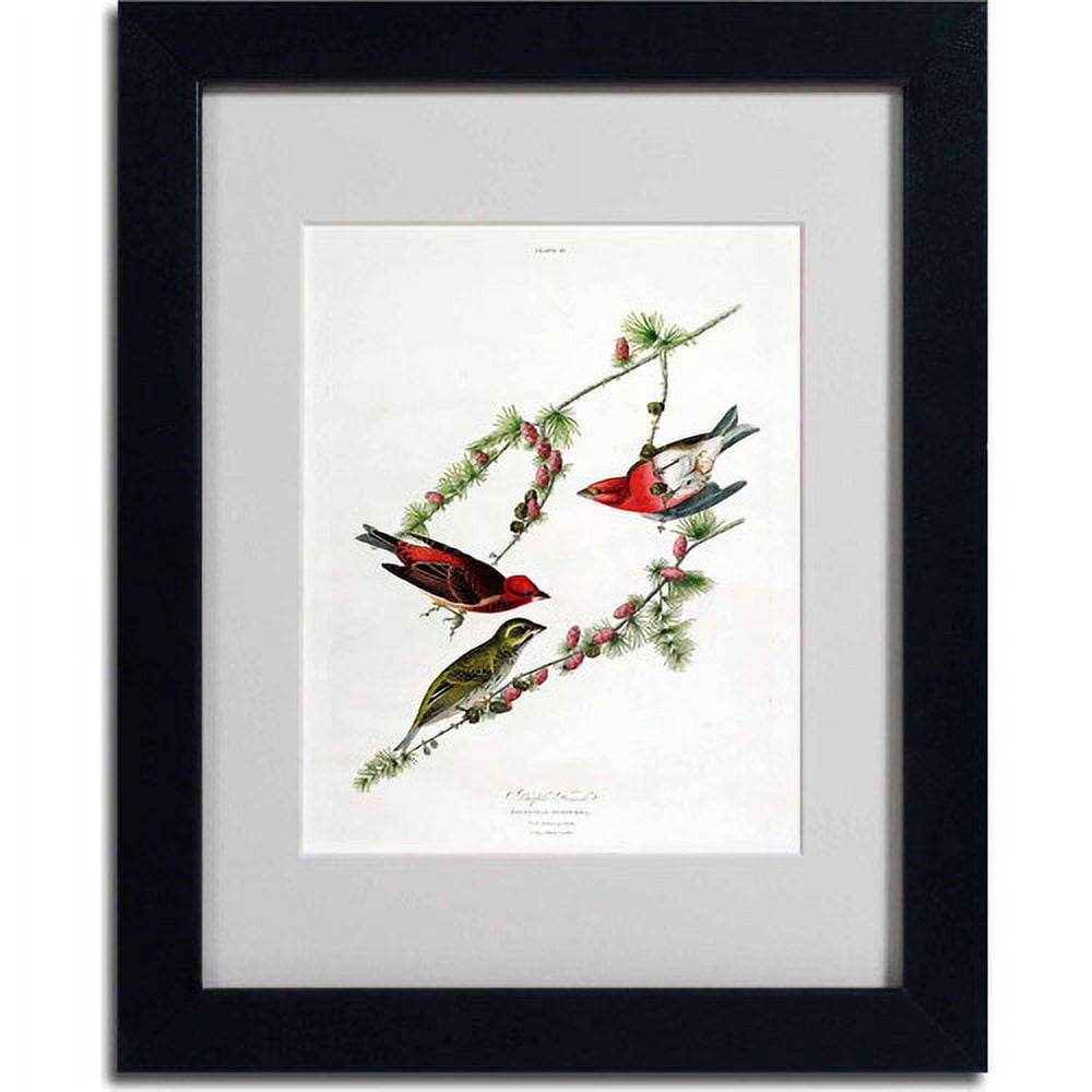 Trademark Fine Art "Purple Finch" Canvas Art by John James Audubon, Black Frame