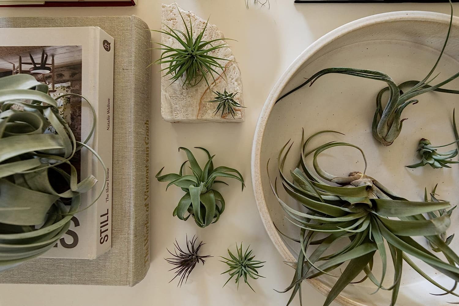 ragnaroc 1-4" Assorted Tillandsia Live Plants in 100% Recyclable Packaging (25 Count)