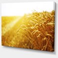 thumbnail image 2 of Bright Sunset over Wheat Field - Landscape Canvas Art Print, 2 of 4