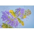 thumbnail image 2 of Mahan, Kathy 18x13 White Modern Wood Framed Museum Art Print Titled - Caryopteris III, 2 of 4